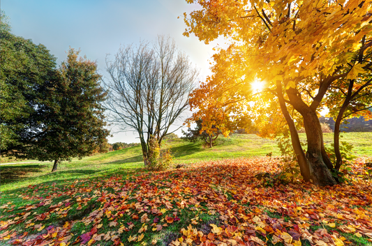 Seasonal Outdoor Activities for Pets - Pure Paws