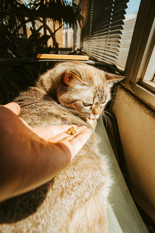 Caring for a Pregnant Dog Naturally: Nutrition, Supplements, and Love
