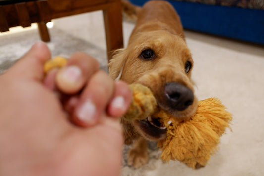 Are Chicken Necks Safe for Dogs?