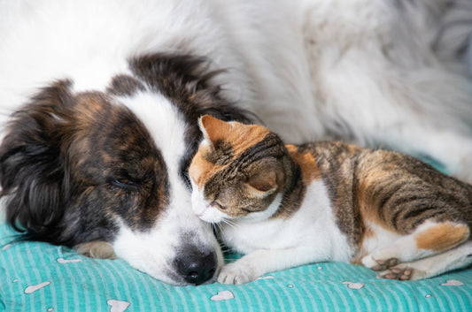 How to Hydrate a Sick Dog or Cat When They Won’t Drink Water