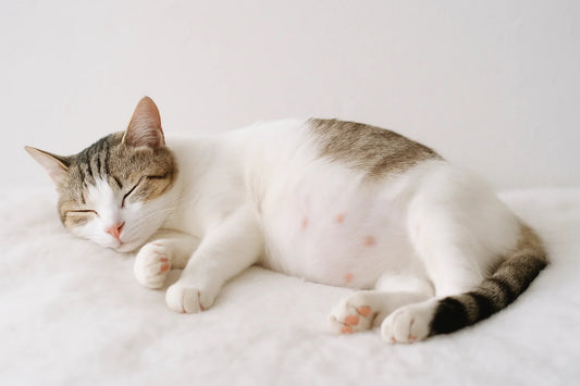 Pregnant cat sleeping