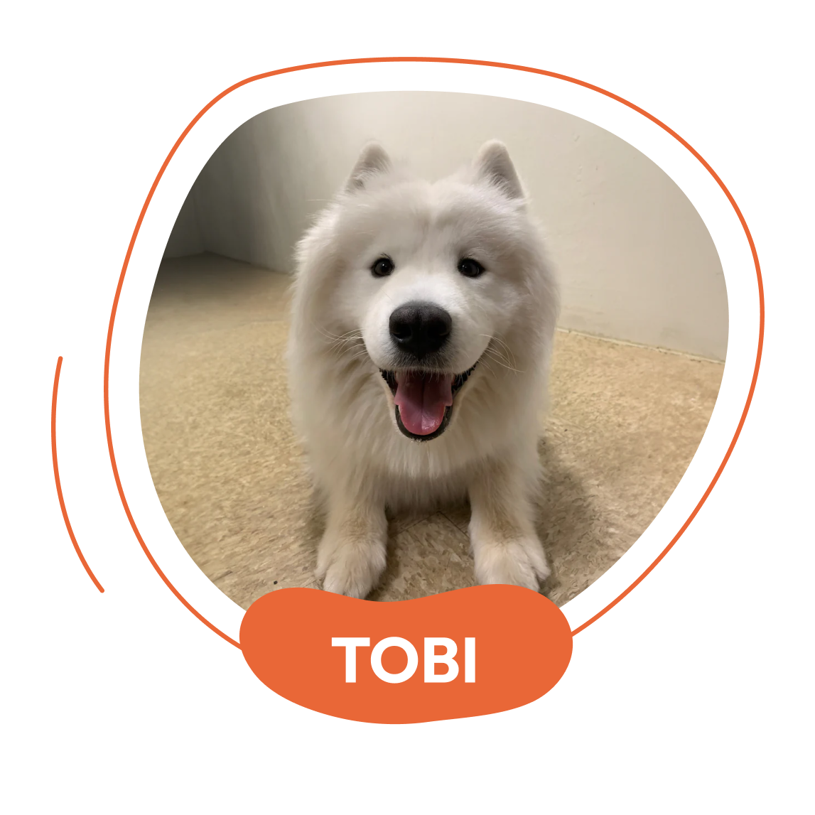Tobi - Probiotic Powder For Dogs