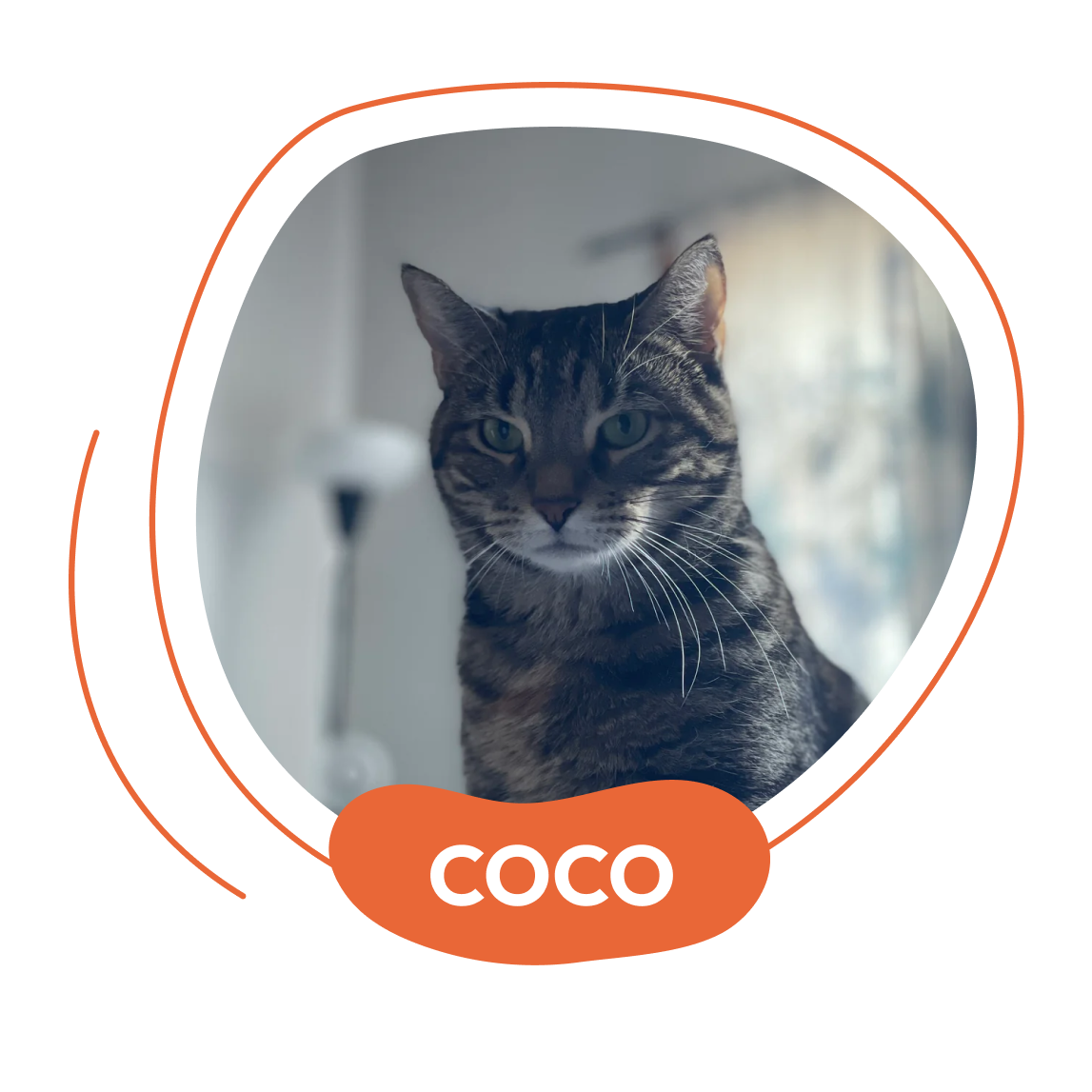 Coco - Dog Health Supplements