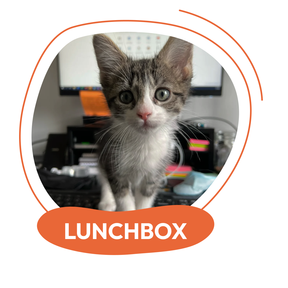 LunchBox - Natural Pet Nutrition
