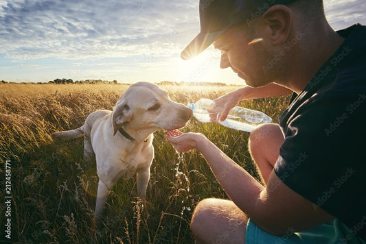 The Importance of Hydration in Pets: Quenching Thirst with Goat Milk