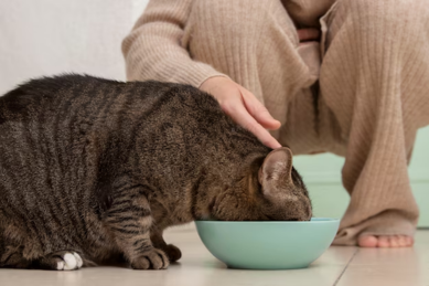 Best Dry and Wet Food Options in the Diet for Pregnant Cat - Pure Paws