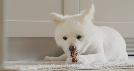 dog eating freeze dried chicken neck