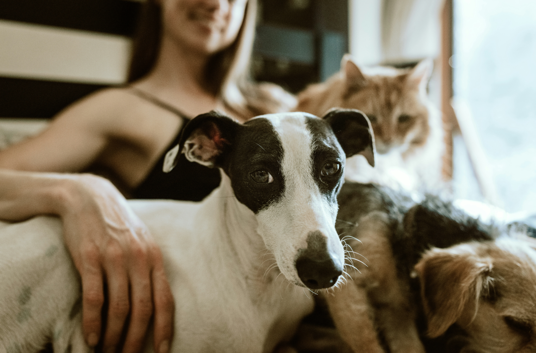 Goat Milk Powder: A Soothing Supplement for Pets with Sensitive Systems