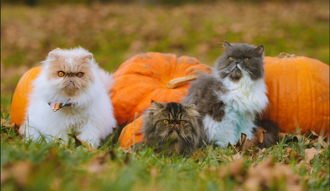 Benefits of pumpkin for cats online