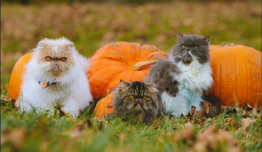 The Benefits and Risks of Pumpkin for Cats