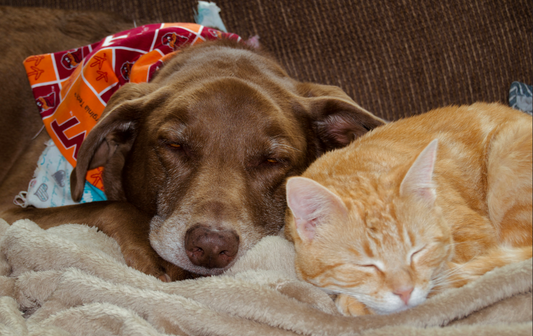 The Impact of Stress on Pet Health and How Nutrition Can Help - Pure Paws