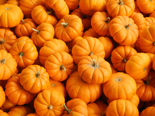 Pumpkin Powder: The Nutritional Powerhouse for Pets - Pure Paws