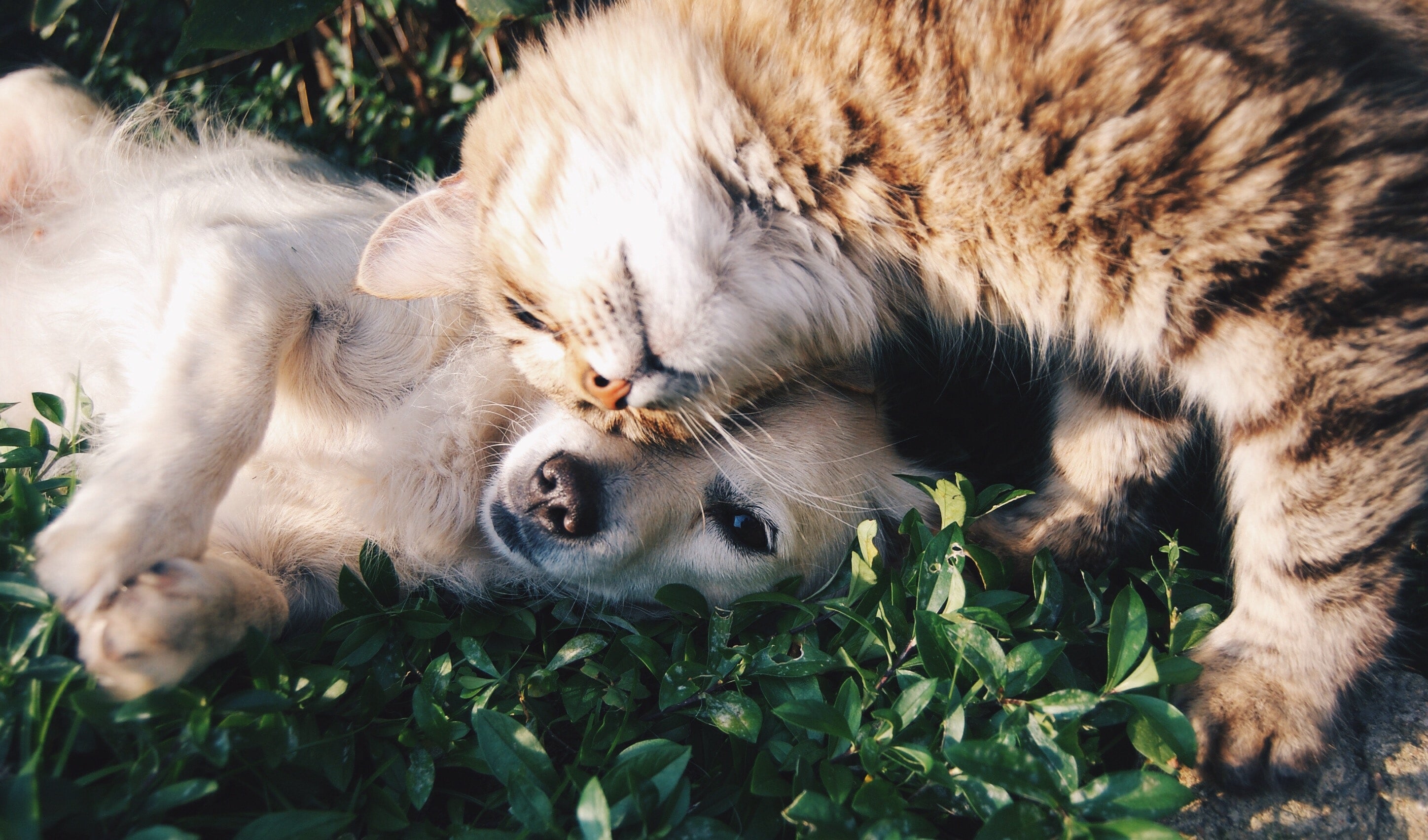 Probiotic Purr-fection: Enhancing Your Pet's Health the Pawsome Way