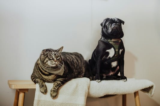 The Role of Goat Milk in Supporting Senior Pets: A Guide to Graceful Aging